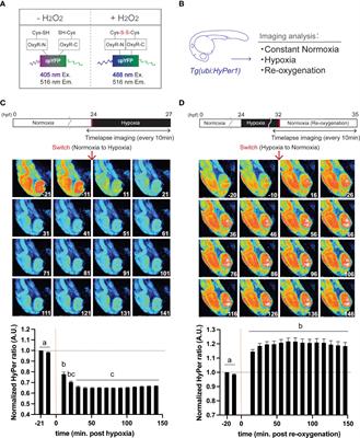 NADPH-Oxidase Derived Hydrogen Peroxide and Irs2b Facilitate Re-oxygenation-Induced Catch-Up Growth in Zebrafish Embryo